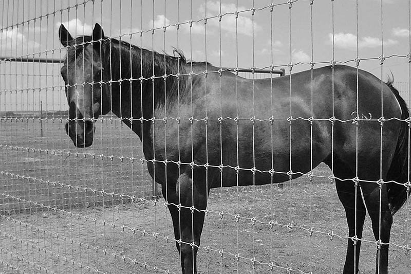 Mid-Atlantic Region Equestrian Fence