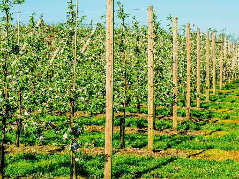 Orchards Trellising - Mid-Atlantic Region